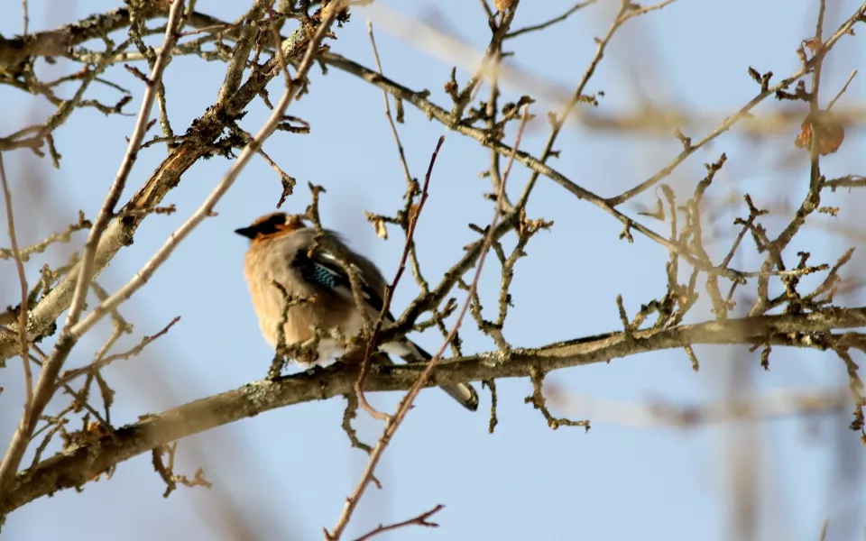 Зимние наблюдения: орнитолог запечатлел обитателей Алтайского заповедника