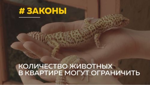 Почему может быть введен запрет на содержание многих животных в квартирах