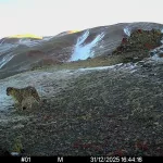 Фотоловушки в Сайлюгемском нацпарке сняли семьи снежных барсов
