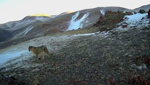 Фотоловушки в Сайлюгемском нацпарке сняли семьи снежных барсов
