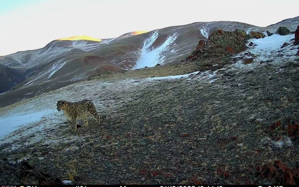 Фотоловушки в Сайлюгемском нацпарке сняли семьи снежных барсов