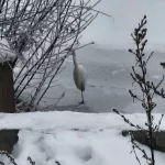 Редкую для зимы белую цаплю заметили у реки в Барнауле
