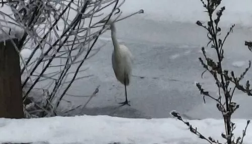 Редкую для зимы белую цаплю заметили у реки в Барнауле