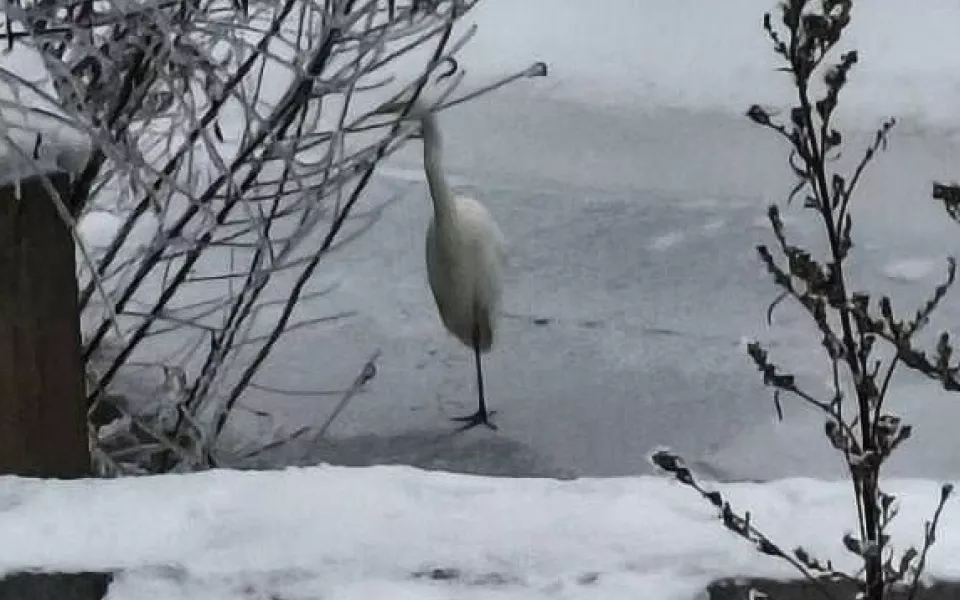 Редкую для зимы белую цаплю заметили у реки в Барнауле