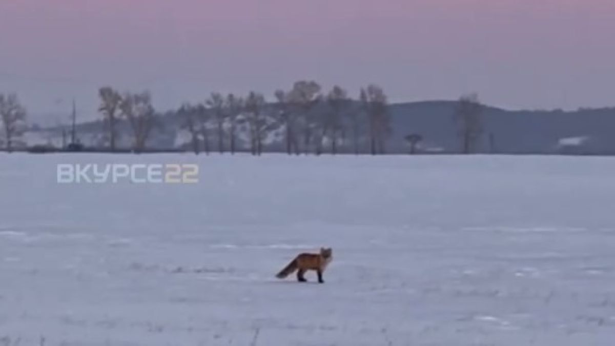 Лиса рядом с лебединым озером