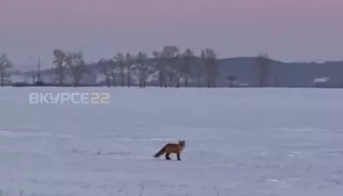 Туристы заметили лису у лебединого озера в Алтайском крае