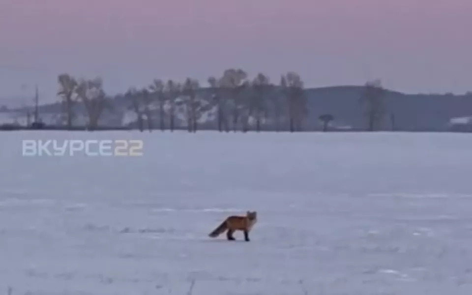 Туристы заметили лису у лебединого озера в Алтайском крае