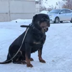 Полицейский пес Антей из Республики Алтай ищет новых хозяев. Фото пушистого ветерана