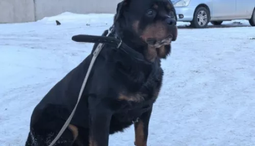 Полицейский пес Антей из Республики Алтай ищет новых хозяев. Фото пушистого ветерана