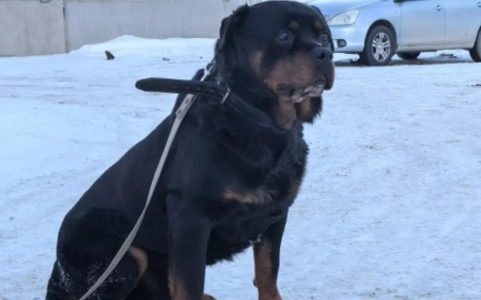 Полицейский пес Антей из Республики Алтай ищет новых хозяев. Фото пушистого ветерана