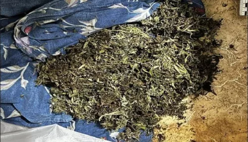 Жительница Новоалтайска нарвала коноплю, позвала полицию домой и пошла под суд