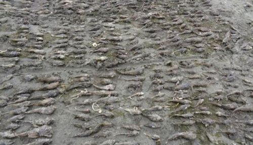Массовая гибель рыбы зафиксирована на Байкале
