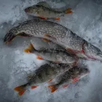 Леща — валом: рыбаки Алтайского края показали первые уловы 2026 года. Фото