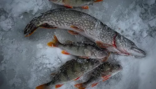 Леща — валом: рыбаки Алтайского края показали первые уловы 2026 года. Фото