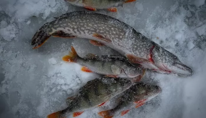 Леща — валом: рыбаки Алтайского края показали первые уловы 2026 года. Фото