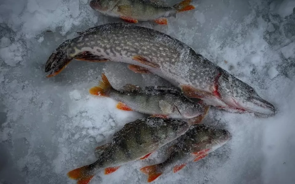 Леща  валом: рыбаки Алтайского края показали первые уловы 2026 года. Фото