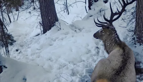 В Алтайском заповеднике запечатлели отдыхающего благородного оленя. Фото