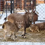 Милота и мощь в вольерах: как встретил новый год зоопарк Карым в Республике Алтай