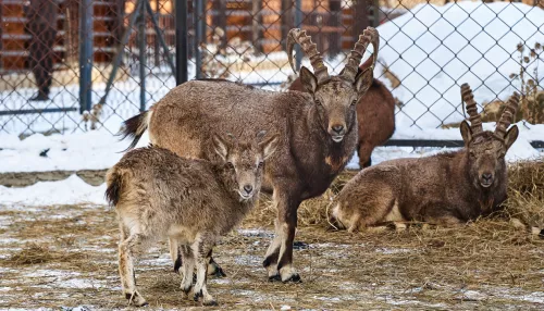 Милота и мощь в вольерах: как встретил новый год зоопарк Карым в Республике Алтай