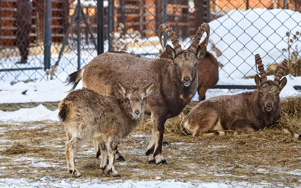 Милота и мощь в вольерах: как встретил новый год зоопарк Карым в Республике Алтай