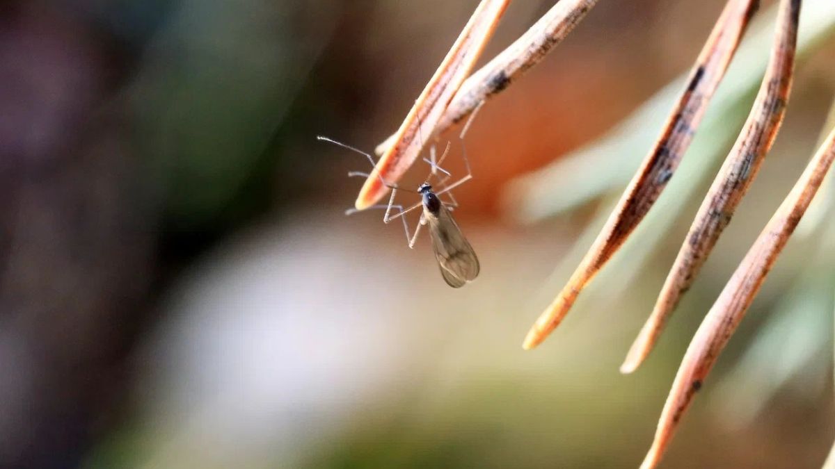 "Январское лето" на берегу Телецкого озера