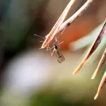 Январское лето: на берегу Телецкого озера пробудились комары с пауками. Фото