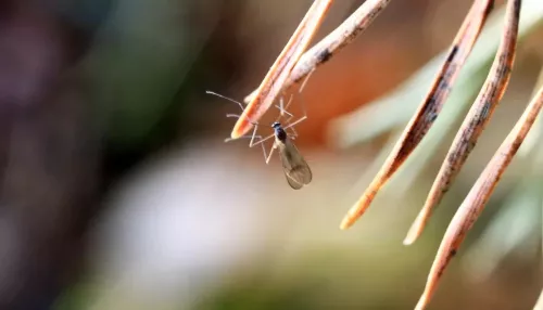 Ученый рассказал, опасны ли комары, которые проснулись зимой в Республике Алтай