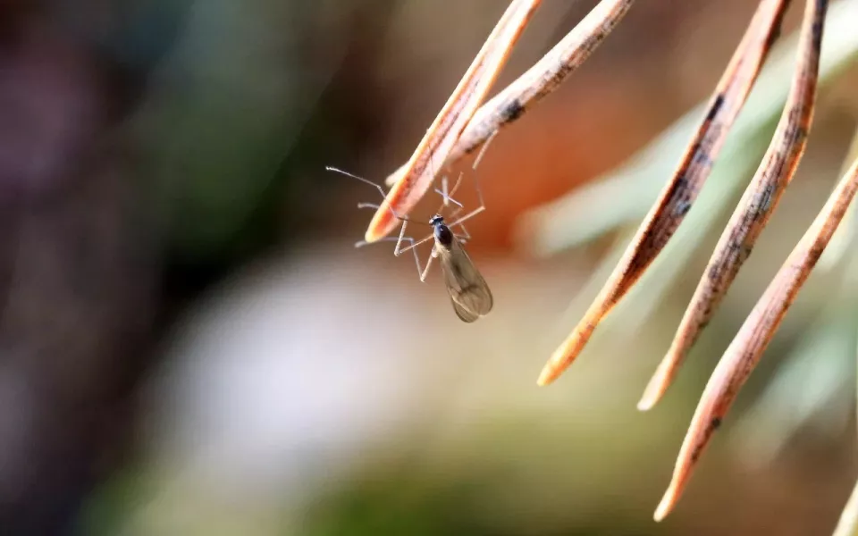 Январское лето: на берегу Телецкого озера пробудились комары с пауками. Фото