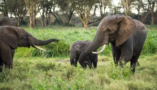 Обезумевший слон убил минимум 20 человек за новогодние праздники