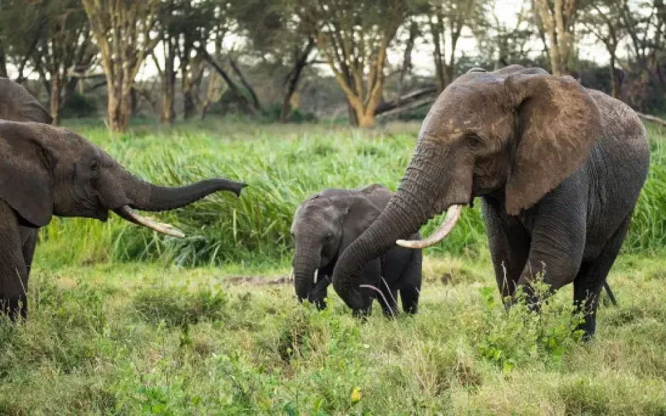Обезумевший слон убил минимум 20 человек за новогодние праздники