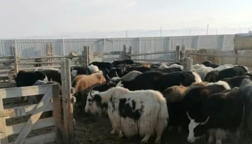 В восьми селах Кош-Агачского района вакцинировали животных от пастереллеза