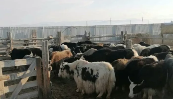 В восьми селах Кош-Агачского района вакцинировали животных от пастереллеза