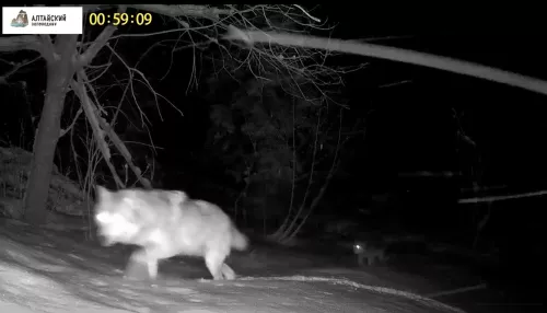 В Алтайском заповеднике показали волков, идущих с водопоя. Видео