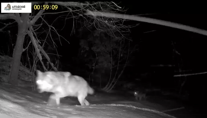В Алтайском заповеднике показали волков, идущих с водопоя. Видео