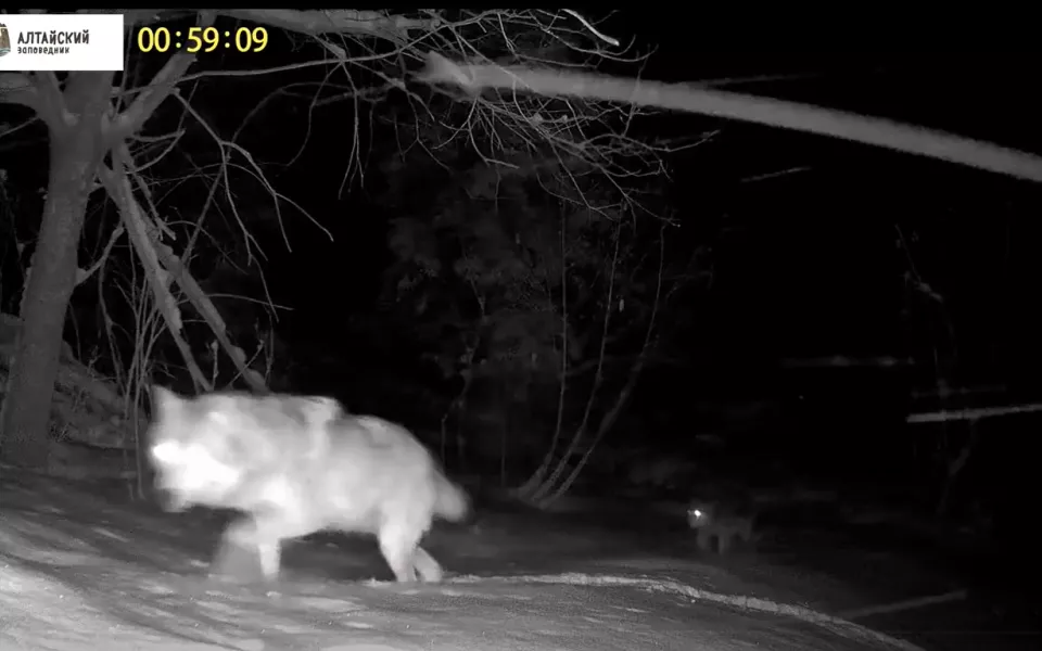 В Алтайском заповеднике показали волков, идущих с водопоя. Видео