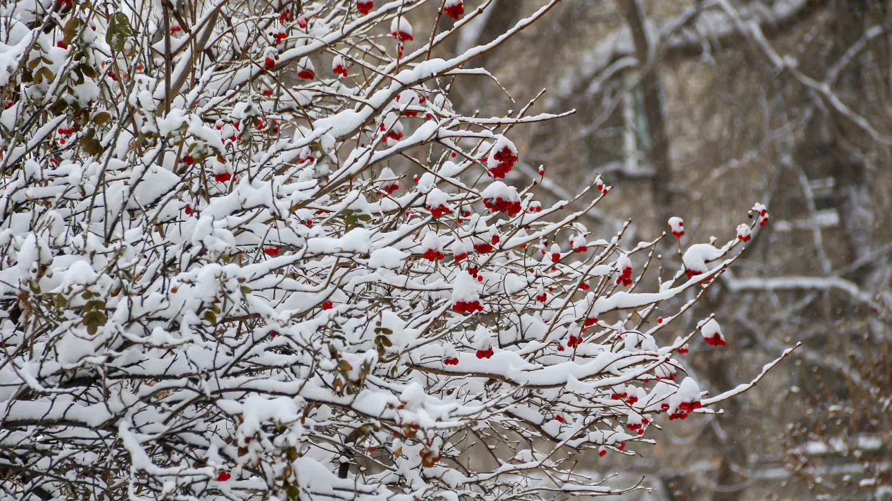 Стало известно, сколько продержится теплая погода в Алтайском крае