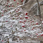 Стало известно, сколько продержится теплая погода в Алтайском крае