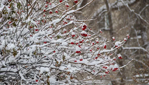 Потепление до -6 градусов спрогнозировали в Алтайском крае