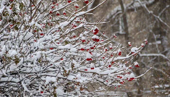 Потепление до -6 градусов спрогнозировали в Алтайском крае