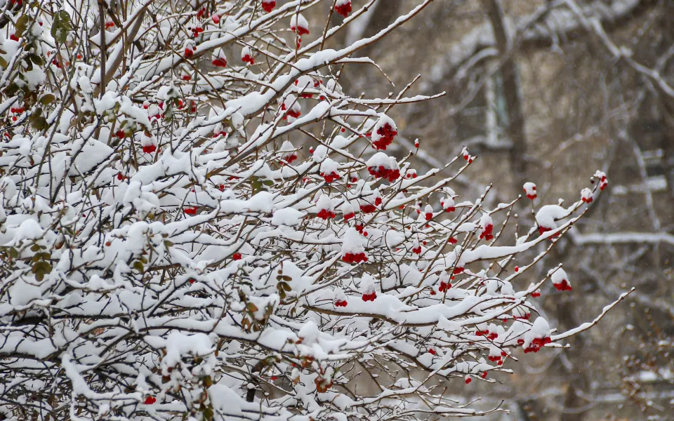 Потепление до -6 градусов спрогнозировали в Алтайском крае