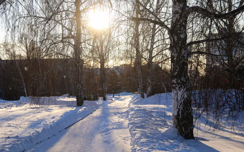 Сибирские морозы массово убивают крыс. Улицы завалены трупами грызунов