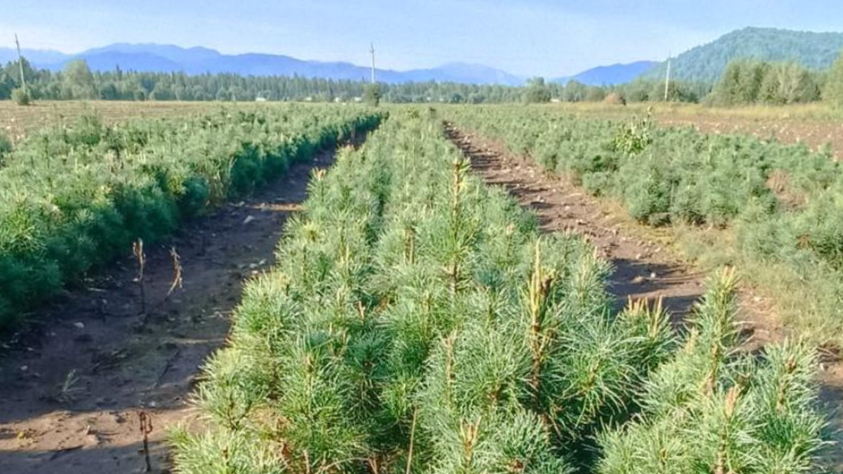 Восстановление леса в Республике Алтай