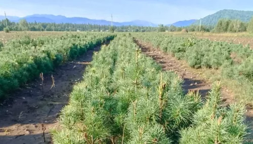 План по восстановлению леса перевыполнили в Республике Алтай