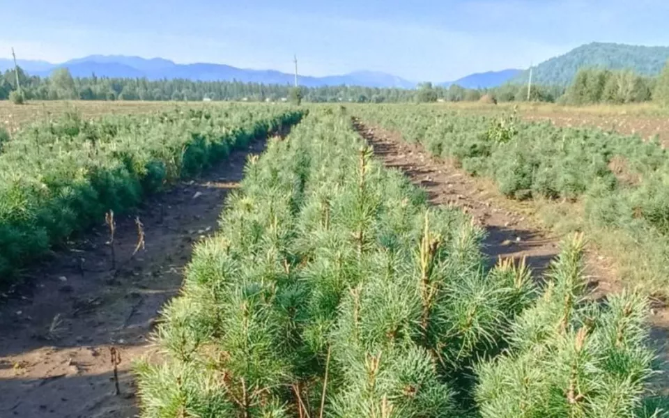 План по восстановлению леса перевыполнили в Республике Алтай