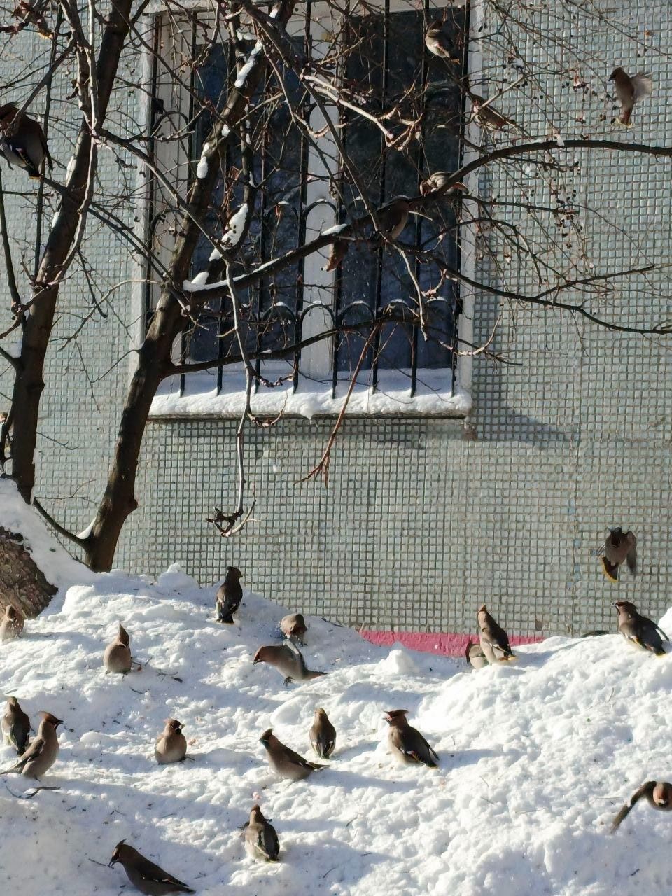 Свиристели в Барнауле