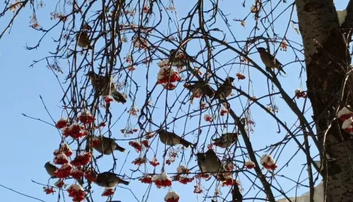 Стаи свиристелей заметили в Барнауле. Видео и фото