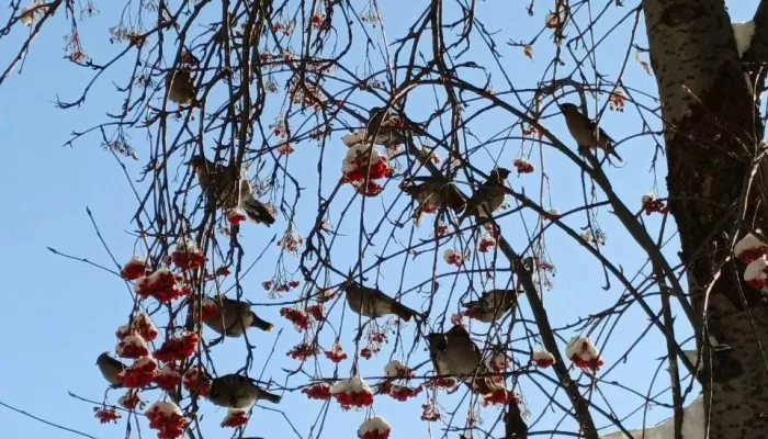 Стаи свиристелей заметили в Барнауле. Видео и фото