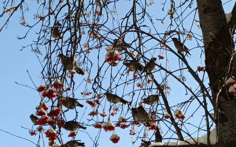 Стаи свиристелей заметили в Барнауле. Видео и фото