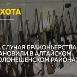 В Алтайском и Солонешенском районах выявили два случая браконьерства на косулю