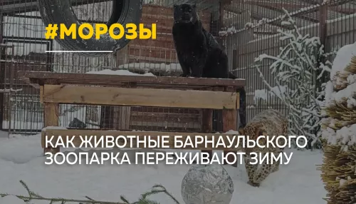 Морозы в зоопарке: как животных в Барнауле спасают от холода